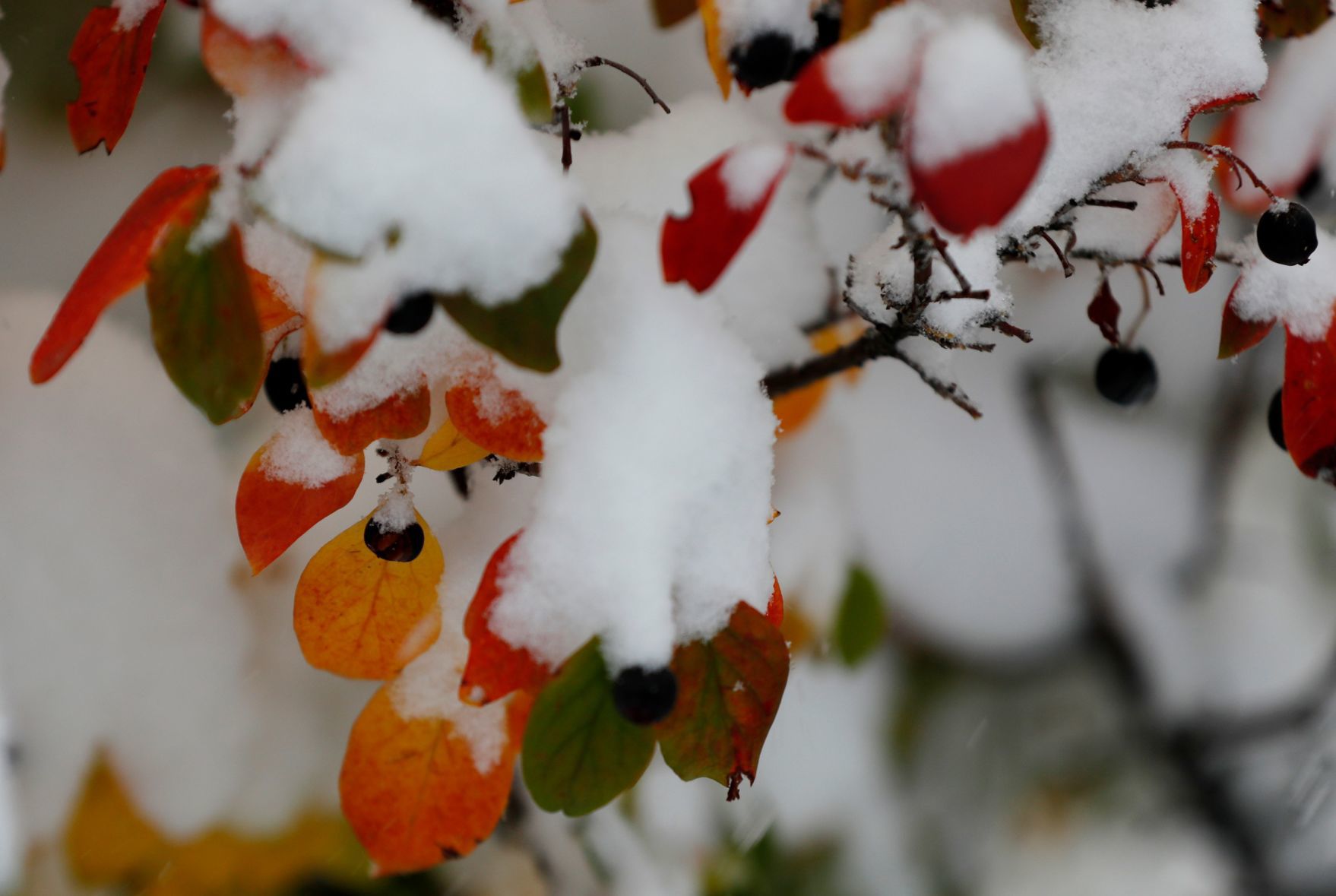 Snowstorm